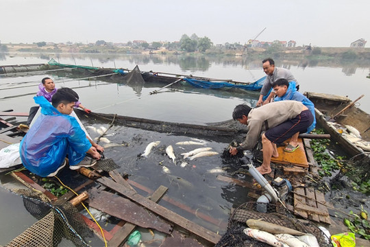 Cá nuôi lồng bè trên sông Cầu ở Bắc Ninh chết trắng bất thường