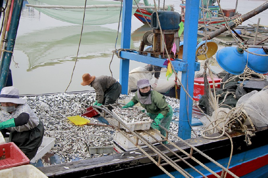 Nghệ An: Ngư dân vào mùa cá trích