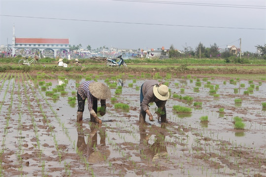Nam Định: Nhiều huyện gieo cấy xong vụ Xuân