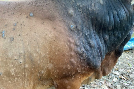 Hà Tĩnh: Bệnh viêm da nổi cục ở trâu bò lại diễn biến phức tạp