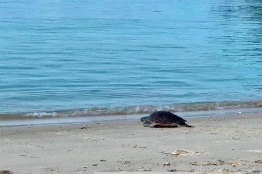 Quảng Nam: Khu bảo tồn Cù Lao Chàm tiếp nhận rùa biển thả về đại dương