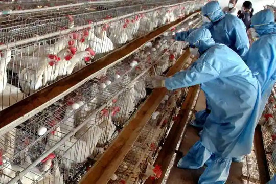 WHO khuyến cáo Việt Nam cảnh giác virus H5N8 lây sang người