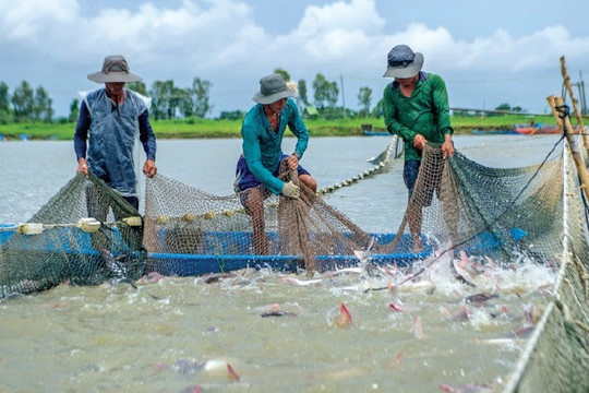 Hà Nội: Hơn 90% chất thải phát sinh trong nuôi thủy sản được xử lý năm 2020