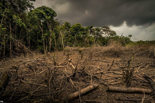 Gần 70% diện tích rừng nguyên sinh trên thế giới đang bị suy giảm