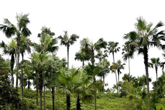 Cao tốc Nội Bài – Lào Cai sẽ được trồng cây cọ hai bên đường đoạn qua tỉnh Phú Thọ