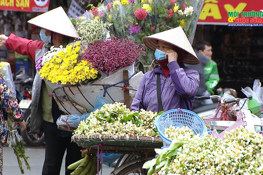 Nồng nàn hương hoa bưởi trên đường phố Hà Nội