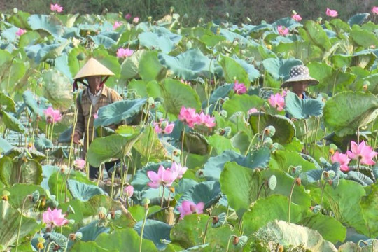 Mở rộng diện tích trồng sen kết hợp du lịch sinh thái ở Thừa Thiên – Huế