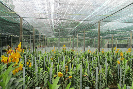 Đà Nẵng: Nông dân thành công trong trồng lan Mokara