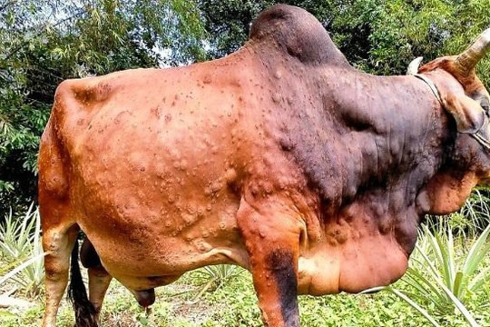 Nghệ An: Thêm ổ dịch viêm da nổi cục trên trâu, bò ở TP Vinh