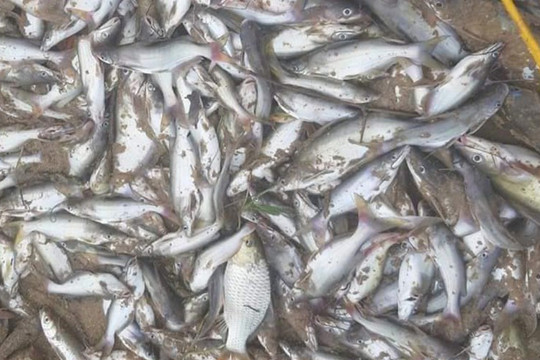 Nghệ An: Cá tôm chết bất thường trên sông Con