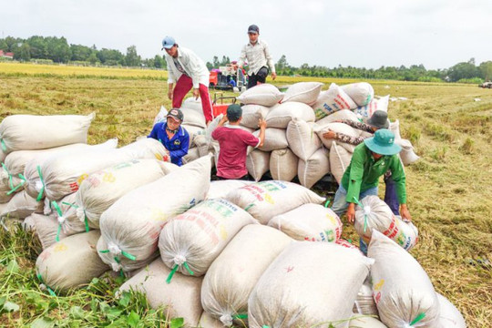 ĐBSCL: Nông dân né được hạn mặn, được mùa trúng giá trong vụ lúa Đông Xuân