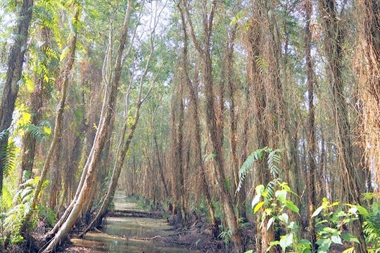 Cà Mau: Hơn 17.000ha rừng đang có nguy cơ cháy cao
