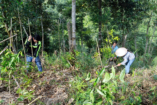 Quảng Ninh: Chủ động nguồn cây giống trồng rừng lâu năm