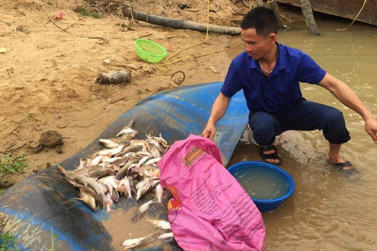 Nghệ An: Tìm nguyên nhân cá chết hàng loạt trên sông Con
