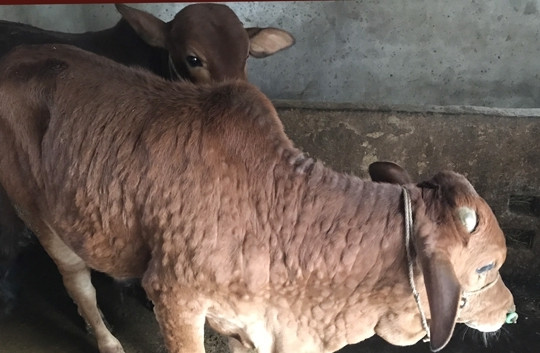Hà Tĩnh: Nông dân điêu đứng vì dịch bệnh từ gia súc, gia cầm