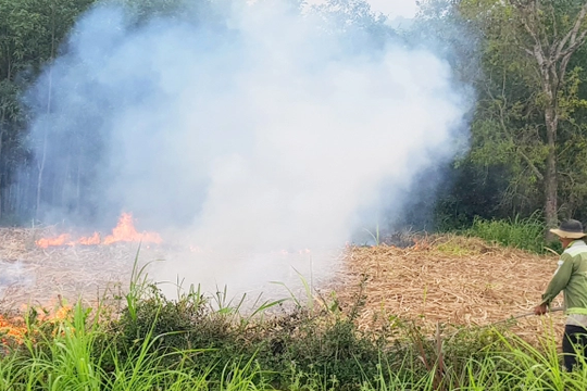 Phú Yên: Dừng mọi hoạt động có sử dụng lửa trong rừng, phòng tránh hỏa hoạn
