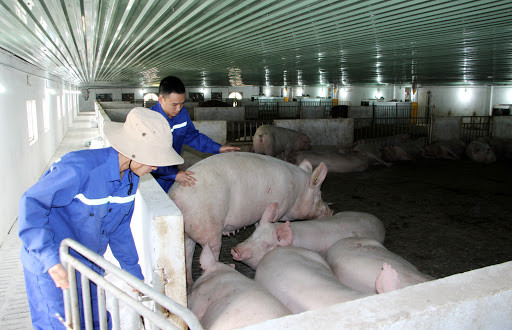 Quảng Ninh: Phát triển chăn nuôi theo hướng tập trung, bền vững