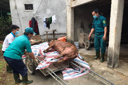 Nghệ An: Một huyện tiêu hủy gần 150 tấn lợn nhiễm dịch tả Châu Phi