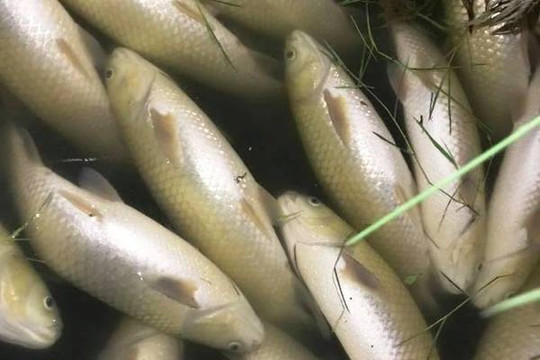 Thanh Hóa: Khoảng 30 tấn cá chết bất thường tại khu vực vụng Ngọc thị xã Nghi Sơn