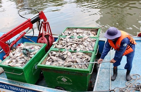 Cá chết trắng trên kênh Nhiêu Lộc – Thị Nghè ở TP.HCM
