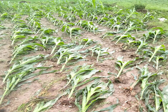Tuyên Quang: Mưa dông khiến 1 người bị thương, 20 ha lúa, hoa màu thiệt hại