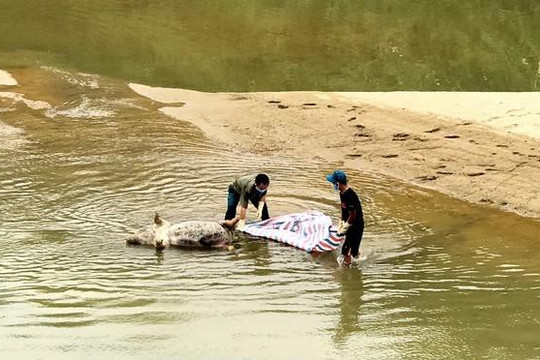 Nghệ An: Xác lợn bị vứt lén lút ra sông gây ô nhiễm môi trường