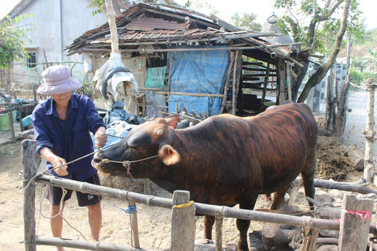 Phú Yên: Trâu bò chết vì bệnh lở mồm long móng