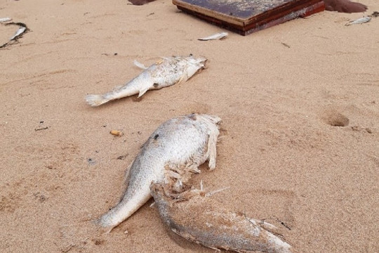 Nghệ An: Công an vào cuộc điều tra vụ cá chết bất thường ở biển Nghi Thiết