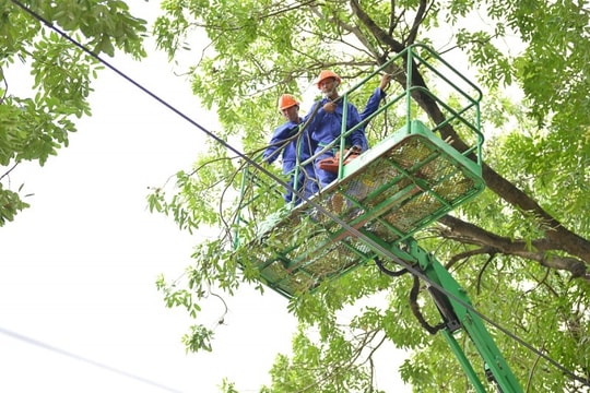 Hà Nội: Cắt tỉa 80.000 cây xanh có nguy cơ gãy đổ trước mùa mưa bão