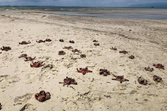 Sao biển chết khô ở Phú Quốc vì những bức hình “sống ảo”