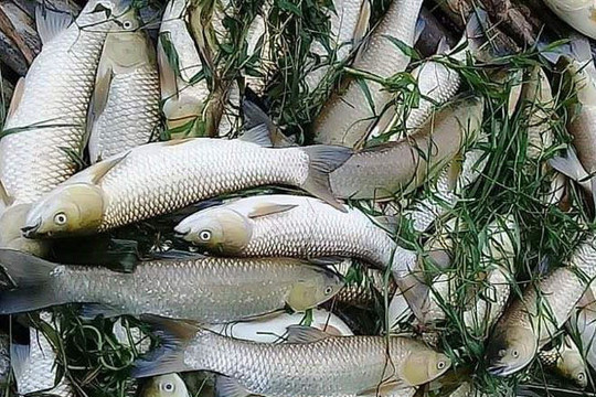 Thanh Hóa: Tìm nguyên nhân cá chết bất thường trên sông Mã