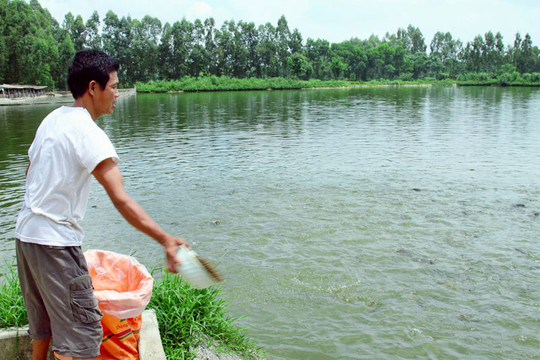 Hà Nội: Hình thành vùng nuôi trồng thủy sản tập trung quy mô lớn