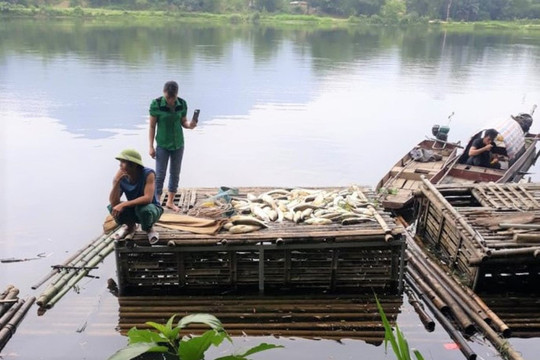 Hai công ty thừa nhận xả thải ra sông Mã khiến cá chết hàng loạt