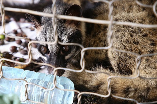 WHO kêu gọi chấm dứt buôn bán động vật hoang dã nhằm ngăn ngừa dịch bệnh
