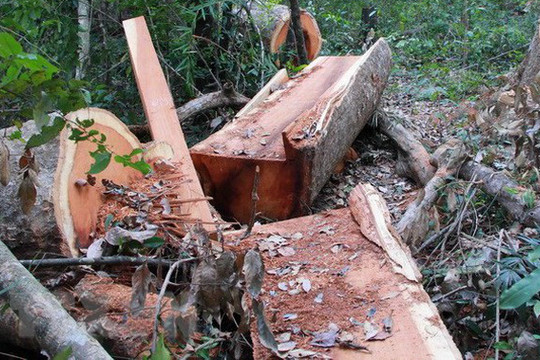 Nghệ An: Xử phạt 37,5 triệu đồng đối tượng phá rừng tự nhiên