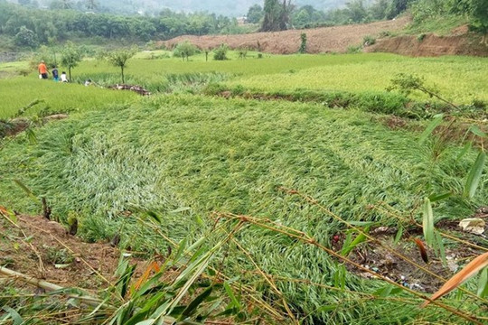 Quảng Bình: Nhiều diện tích lúa, cây trồng bị ảnh hưởng do dông lốc