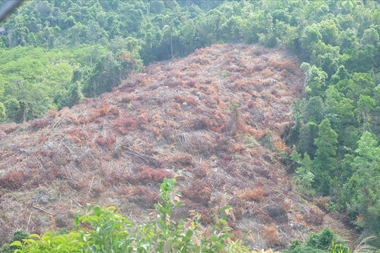 Khánh Hòa bảo vệ và phát triển độ che phủ rừng tại 55 tiểu khu