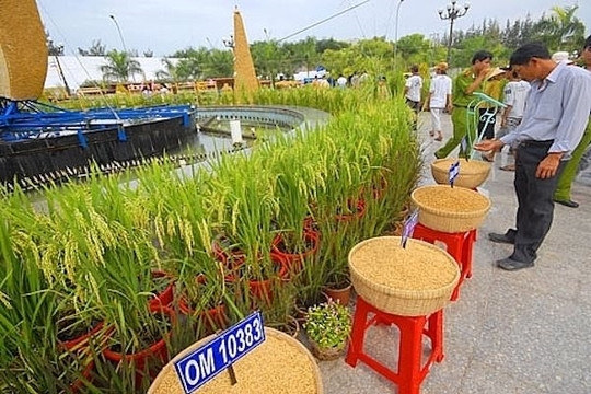Vĩnh Long tổ chức Festival lúa gạo lần thứ 5