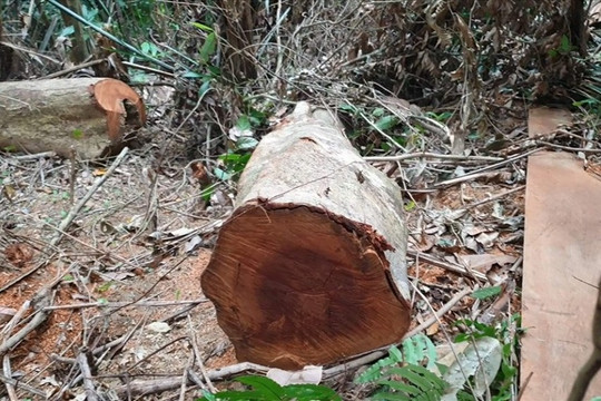 Hai người dân ở Quảng Trị phá rừng bị phạt 40 triệu đồng