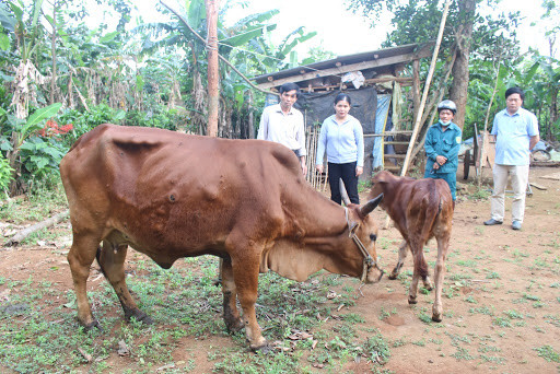 Quảng Trị: Hàng trăm con trâu bò bị viêm da nổi cục