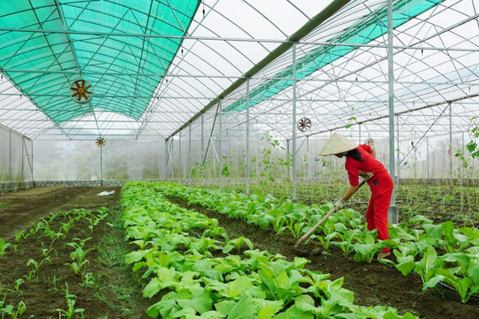 Quảng Ninh: Hiệu quả từ chuyển dịch cơ cấu cây trồng