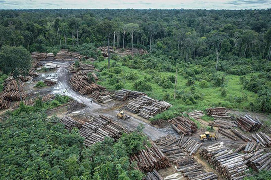 Rừng Amazon tại Brazil bị tàn phá hơn 580 km2