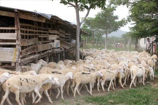 Sốt giá dê, cừu, người nuôi lãi lớn ở Ninh Thuận