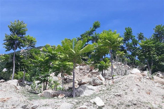 Ninh Thuận: Hiệu quả từ mô hình trồng rừng trên núi đá khô hạn
