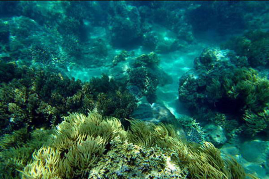 90% rạn san hô ở vịnh Nha Trang bị suy giảm nghiêm trọng