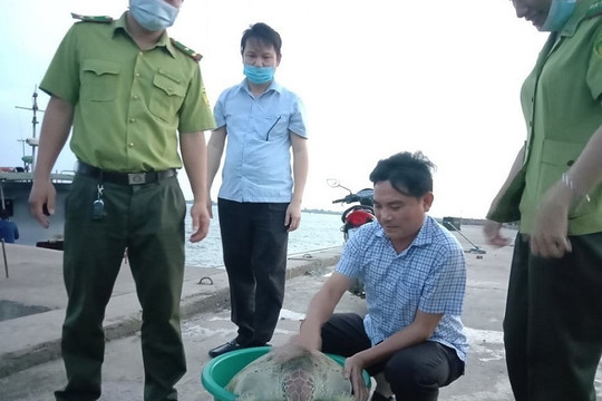 Hà Tĩnh: Thả rùa biển quý hiếm về với môi trường tự nhiên