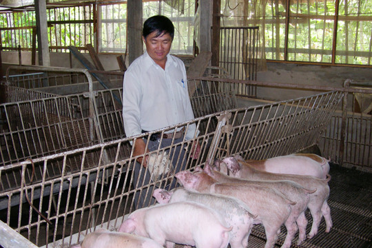 Cần Thơ: Chủ động phòng, tránh dịch bệnh trên đàn vật nuôi