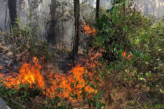 Rừng thông ở Quảng Nam cháy dữ dội