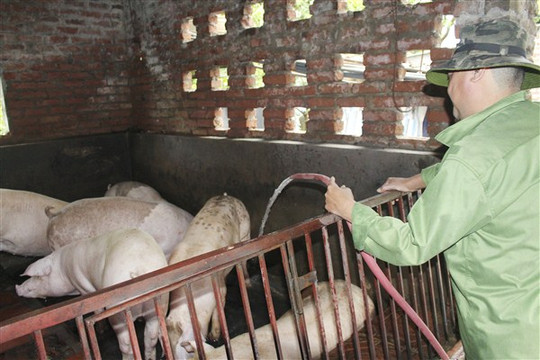 Hà Nội: Tập trung phòng, chống nắng nóng cho đàn vật nuôi