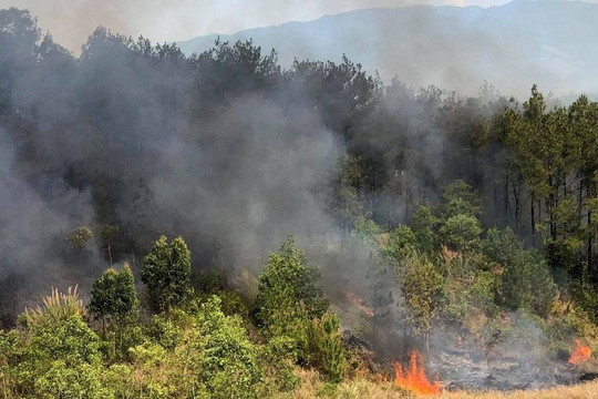 Điều tra, xử lý nghiêm các vụ cháy rừng vừa qua trên địa bàn tỉnh Quảng Nam